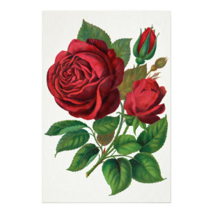 Foto Rose Print Rochester Lithographing and Printing Co