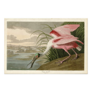Foto Roseate Spoonbill, das Aves da América de Audubon
