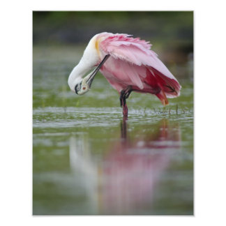 Foto Roseate Spoonbill (Platalea ajaja) 11 x 14