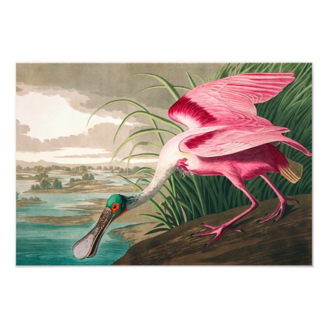 Foto Roseate Spoonbill, por John James Audubon (Frente)