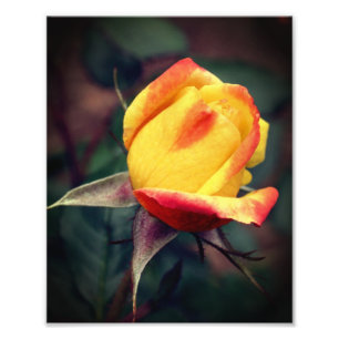 Foto Rosebud Amarelo com Destaques Vermelhos 8x10