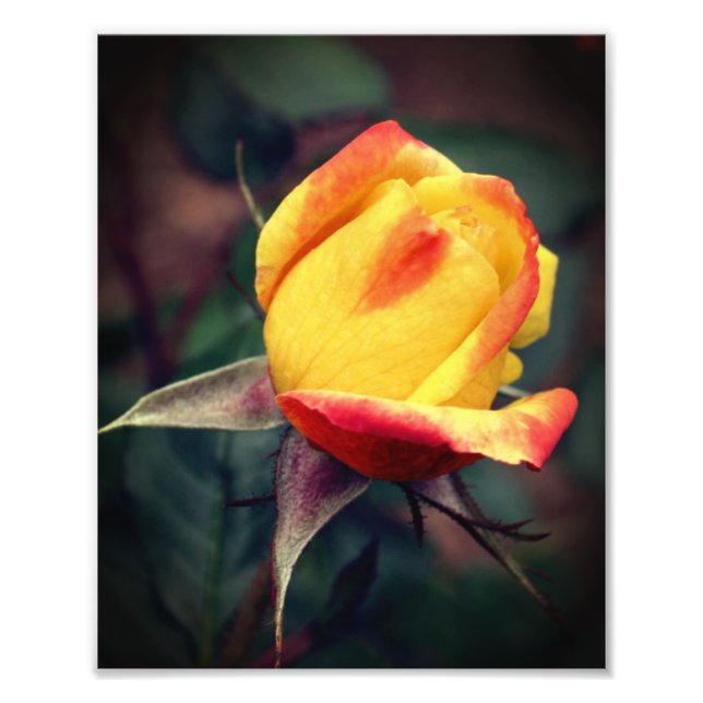 Foto Rosebud Amarelo com Destaques Vermelhos 8x10 (Frente)