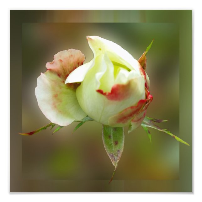 Foto rosebud brilhando (Frente)