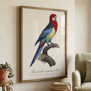 Foto Rosella-oriental ou periquito Platycercus eximius