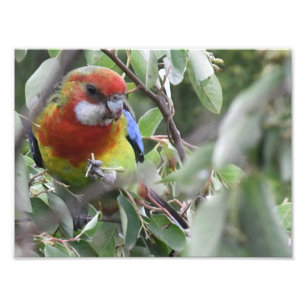 Foto Rosella oriental que come feliz