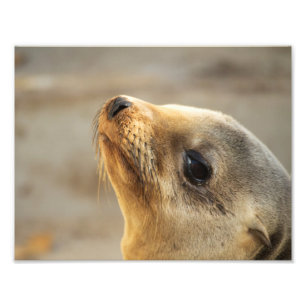 Foto Rosto de Foca Bebê