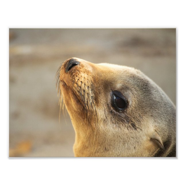 Foto Rosto de Foca Bebê (Frente)