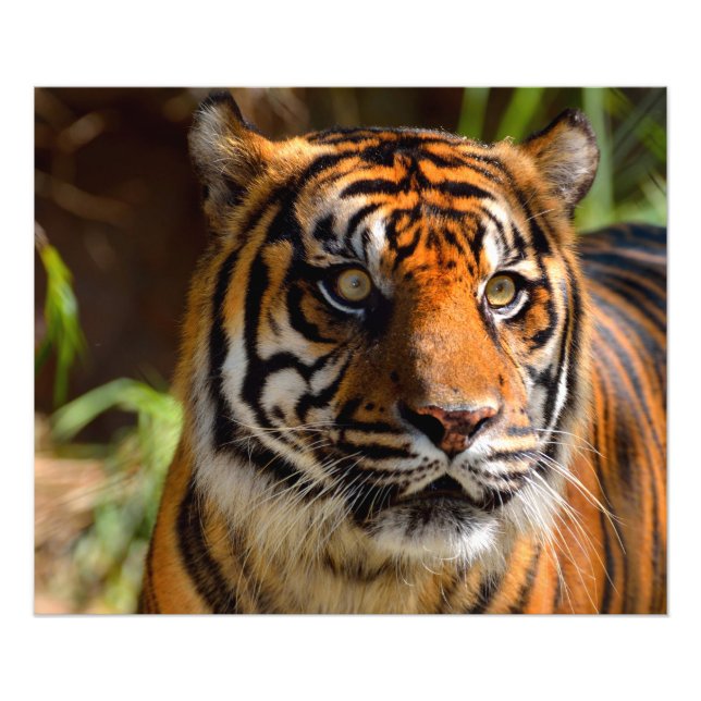 Foto Rosto de Tigre (Frente)