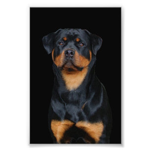 Foto Rottweiler