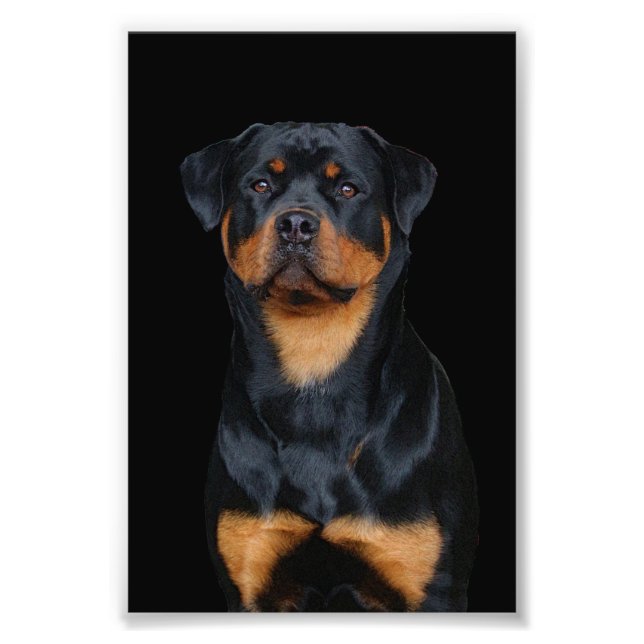 Foto Rottweiler (Frente)