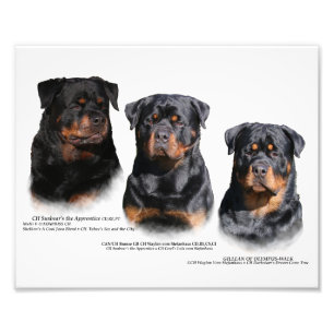 Foto Rottweiler