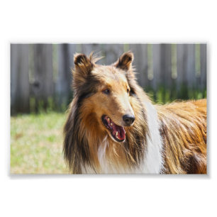 Foto Rough Casaco Tricolor Collie Dog