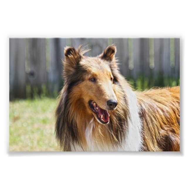 Foto Rough Casaco Tricolor Collie Dog (Frente)