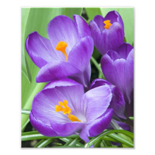 Foto Roxo Crocus Blooms em Jardim