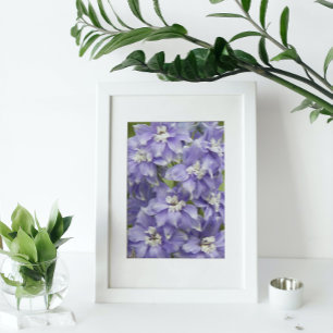 Foto Roxo Delphinium Blooms Floral