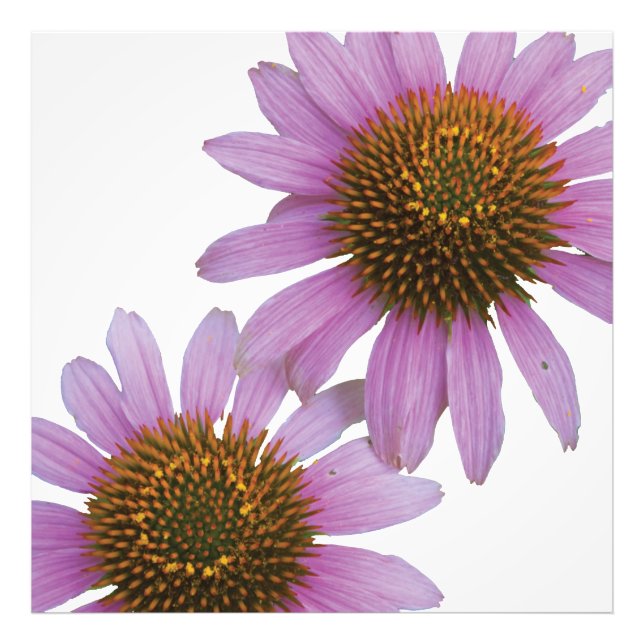Foto Roxo Echinacea (Frente)