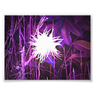 Foto Roxo espectral da planta