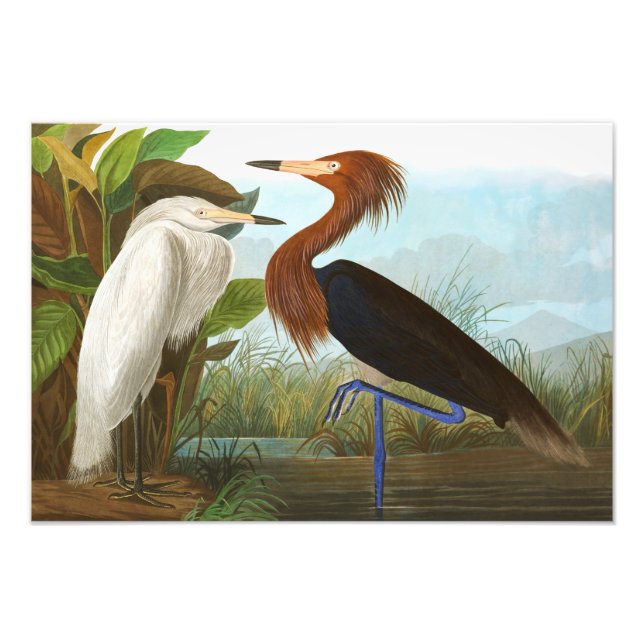 Foto Roxo Heron por John James Audubon (Frente)