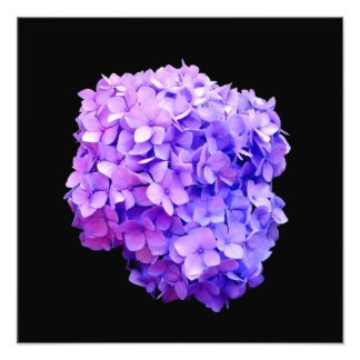 Foto 'Roxo Hydrangea Bloom' Impressão fotográfico