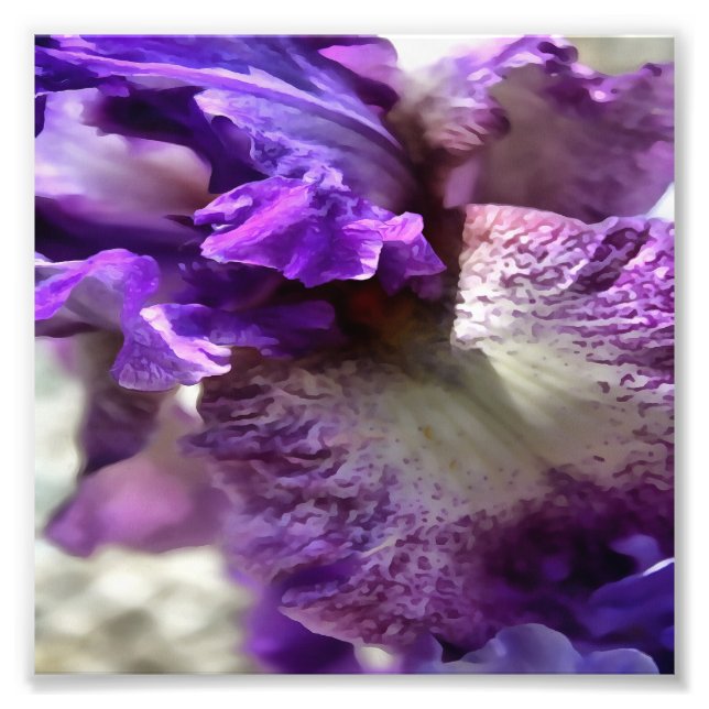 Foto Roxo, Violeta e Mauve Iris Abstrato (Frente)