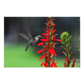 Foto Ruby Throated Hummingbird