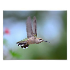 Foto Ruby Throed Hummingbird Flying