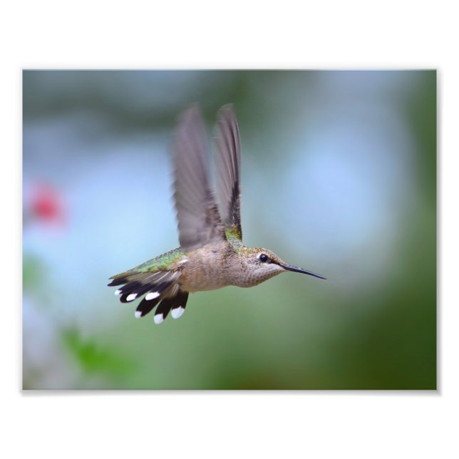 Foto Ruby Throed Hummingbird Flying (Frente)