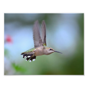 Foto Ruby Throed Hummingbird Voando