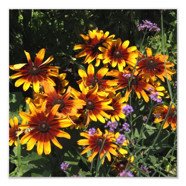 Foto Rudbeckia 12"x12" (Frente)