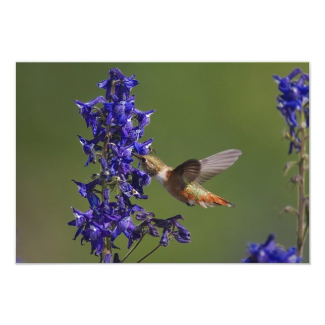 Foto Rufous Hummingbird (Frente)