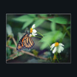 Foto Rustic | Cartão postal Monarcas e Flores Selv<br><div class="desc">Este belo cartão-postal apresenta uma fotografia russa estilizada de uma borboleta monarca e flores silvestres (margaridas). Perfeito para um amante da natureza ou para um amante rústico / vintage / camuflagem do estilo. Personalize o texto no verso com seu próprio endereço de devolução.</div>