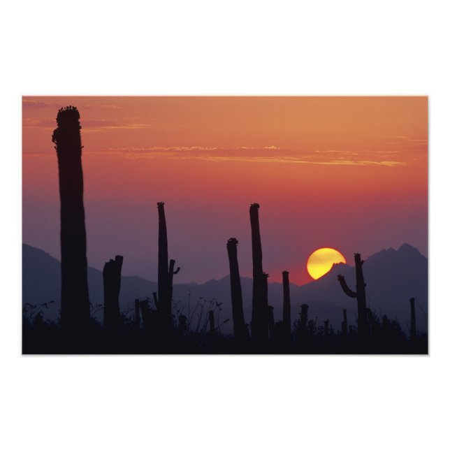 Foto Saguaro Cactus Carnegiea gigantea), Sunset (Frente)