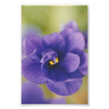 Saintpaulia Violeta Africana Azul
