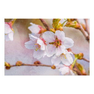 Foto Sakura - Flor de Cereja Japonês
