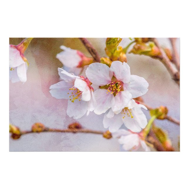 Foto Sakura - Flor de Cereja Japonês (Frente)