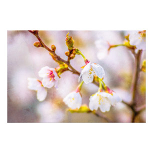 Foto Sakura - Flor de Cereja Japonês