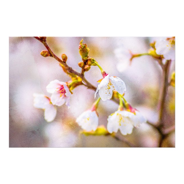 Foto Sakura - Flor de Cereja Japonês (Frente)