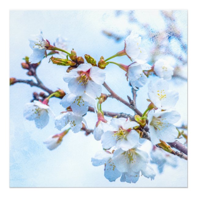 Foto Sakura - Flor de Cereja Japonês (Frente)