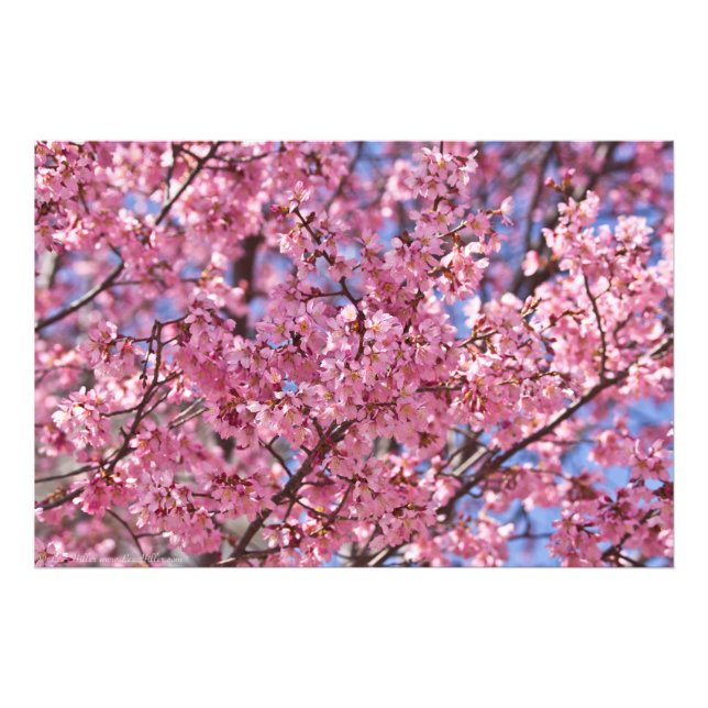 Foto Sakura Pink Chersom Sky (Frente)