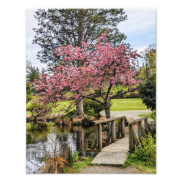 Foto Sakura Rosa e Passarela de Madeira