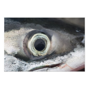 Foto Salmão Eye
