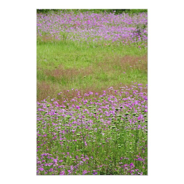 Foto Salsa de Rainha Ana (Daucus carota) crescendo (Frente)