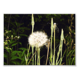 Foto Salsify (Dente-de-leão) Contra Sombras