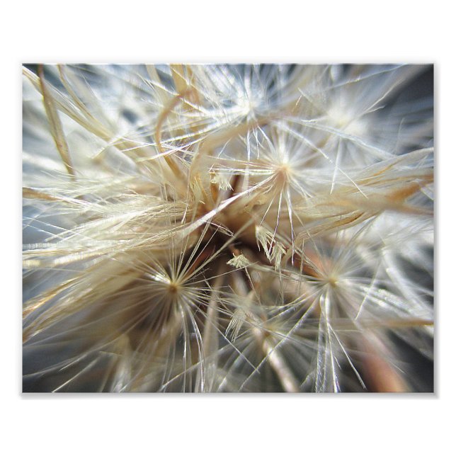 Foto Salsify Seed Puff 10x8 (Frente)