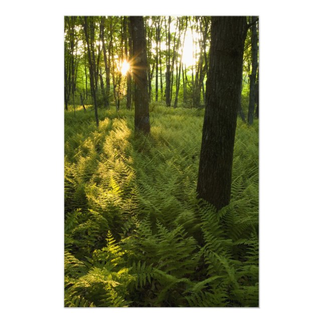 Foto Samambaiaias na floresta em Grafton, Massachusetts (Frente)