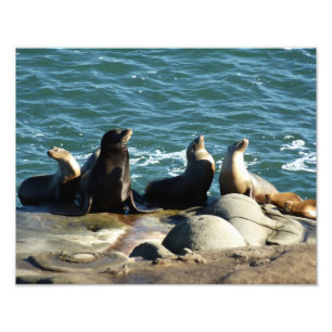 Foto San Diego Sea Lions
