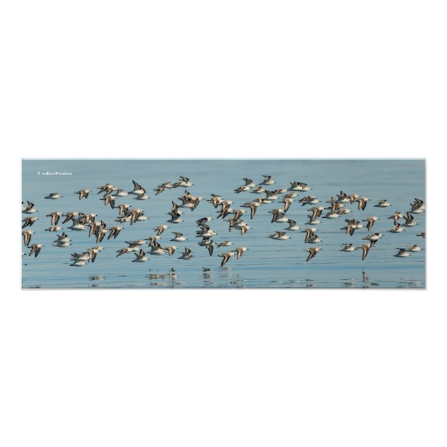 Foto Sanderlings leva voo no Céu de inverno (Frente)
