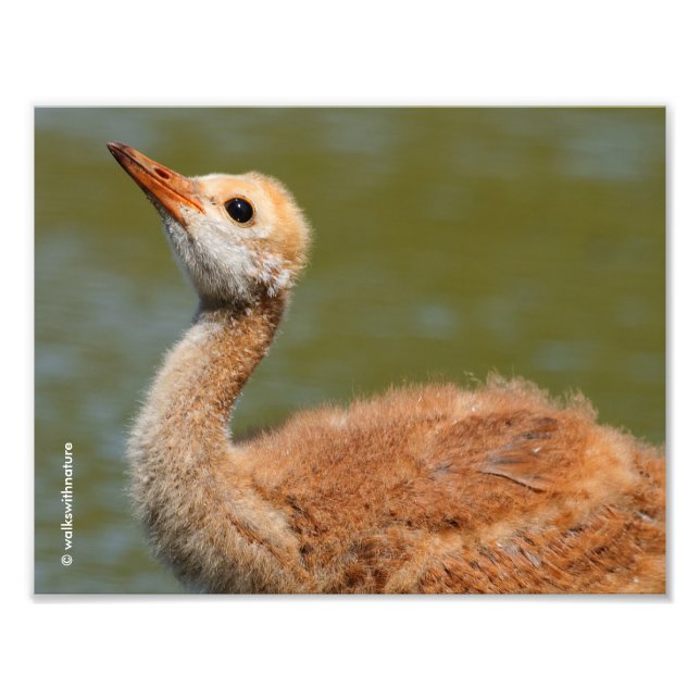 Foto Sandhill Crane Colt (Frente)