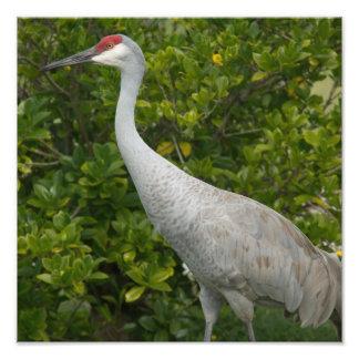 Foto Sandhill Crane Photo