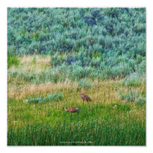 Foto Sandhill Cranes